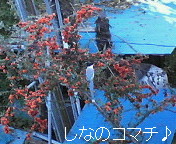 オナガ天気予報です。