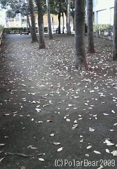 公園の落ち葉の絨毯が・・・(^ー^;