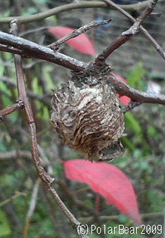 ブルーベリーの木にカマキリの卵が☆=
