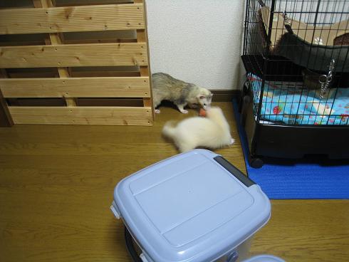 フェレットのわさびさんとあずちゃんのお気に入りのおもちゃです