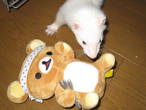 フェレットのわさびさんとあずちゃんのお気に入りのおもちゃです