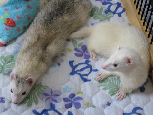 秋のわさびさん&あずちゃん