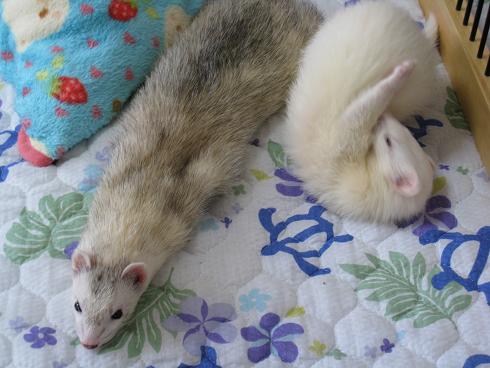 秋のわさびさん&あずちゃん