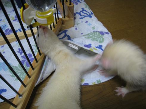 フェレットのわさびさんとあずちゃんのバトルです!