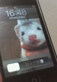 携帯(iphone)の壁紙です(^^)
