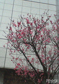【紅千鳥】が咲いておりました~♪