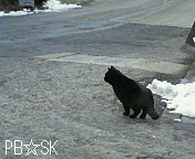 先日の雪の日に見た猫さんです。
