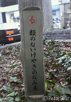 (る)類のないけやきのなみ木【武蔵府中郷土かるた】の