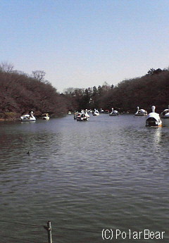 井の頭公園の池です(^^)