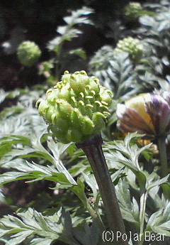 福寿草(^^)早いものは、実を結び「種」の準備に