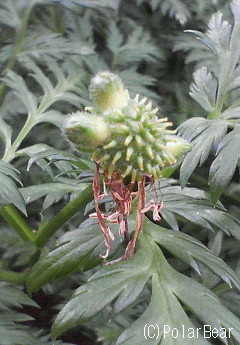 福寿草(^^)の実は