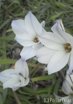 花が星の形に似た【にら花】が咲き始めました~♪