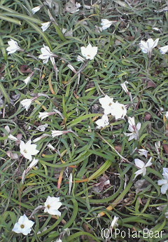 花が星の形に似た【にら花】が咲き始めました~♪