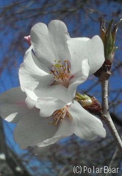 東京では【桜】の開花が宣言されました♪