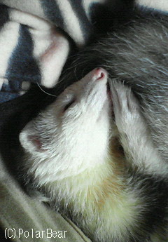 お眠なわさびさんの写真を探しておりまして