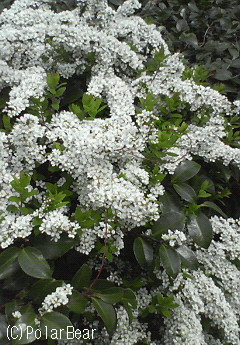 【雪柳】の花の一つ一つは桜や梅などの花を