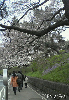 ソフィア通りの桜です♪