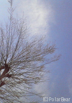 久しぶりの青空を見上げてみましたら♪けやきの枝の先に♪