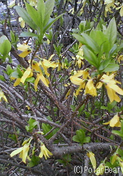 レンギョウの花も咲いておりました♪