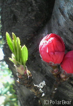 【花桃】の花が咲き始めました(^ー^*