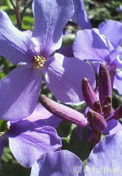 【ハナダイコン(花大根)】も満開です♪