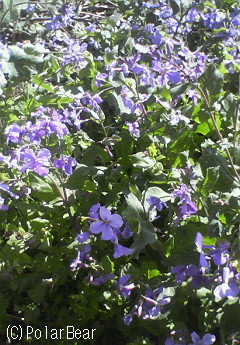 【ハナダイコン(花大根)】も満開です♪
