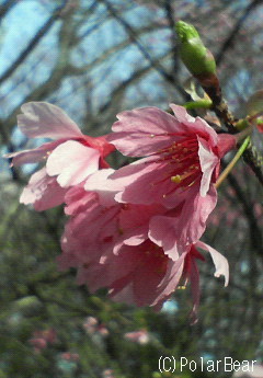 【寒緋桜 (かんひざくら)】です☆=