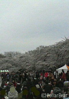 第56回小金井桜まつりに行ってまいりました(^~^*