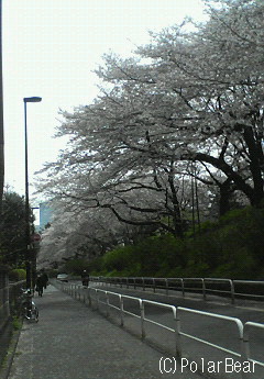上智大学前ソフィア通りの桜並木は~♪