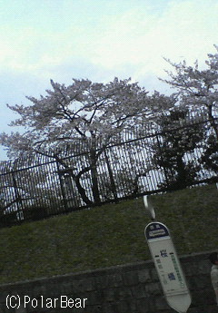 びっくりしてしまうほどの【桜吹雪】を観ました!