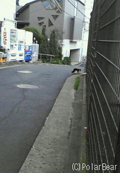 猫さんのおかげで