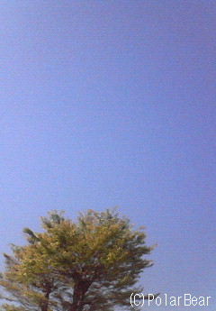 とってもキレイな青空の朝になりました♪