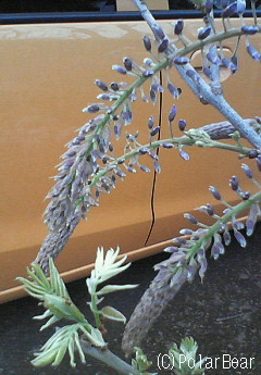 【藤】の花のツボミです(^ー^*