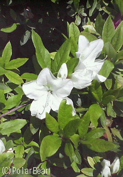 白いツツジも良いですね☆=