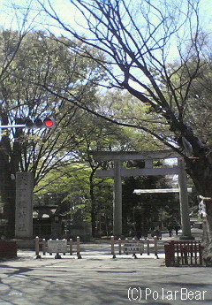 気が付いたら【ケヤキ】の葉っぱも大きくなっていますね~♪