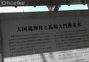 天然記念物【馬場大門欅並木】です(^▽^*