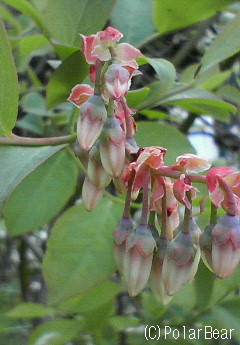 【ブルーベリー】の花も咲いておりました☆=