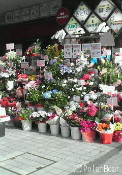 母の日の【お花屋さん】は