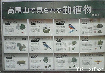 高尾山を登ってきました(^ー^* その9山頂にて