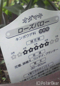 【オダマキ】ローズバローです(^ー^*