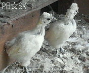 鳴き声はまだ「ピヨピヨ♪」なのです。