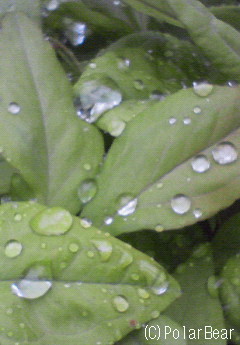 【水玉】を観ました(^▽^*