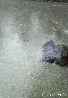 東京・平河町もしっかりと雨が降っております(^ー^;