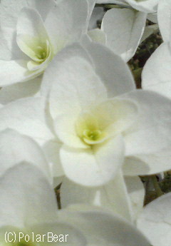 【柏葉紫陽花(かしわばあじさい)】です♪