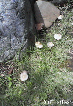 リアル【きのこの山】(^ー^;