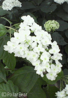 【柏葉紫陽花(かしわばあじさい)】です♪