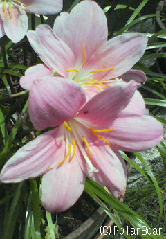 薄桃色の花びらが可愛らしい【サフラン擬(もどき)】です♪