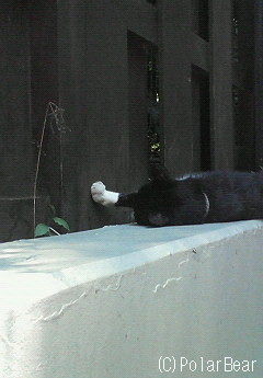 井の頭公園入り口のまったり猫さんです☆2