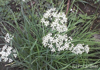 【ニラ】の花が咲いておりました(^▽^*