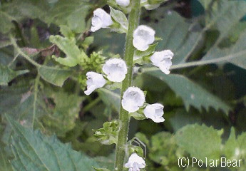 【紫蘇】の花も咲いておりました(^▽^*